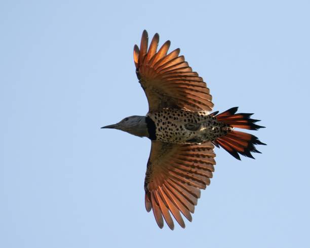 istock Single red-shafted Northern Flicker (Colaptes auratus) in flight from below 1454926789