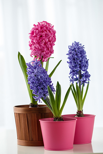 Front view of three flower pots with purple and pink hyacinths to decorate home.