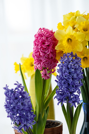 Front view of vibrant flowers to be used as decoration of an indoors area. Yellow daffodils and purple and pink hyacinths are displayed.