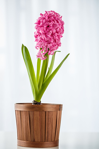 Front view of brown flower pot with pink hyacinth to decorate home.