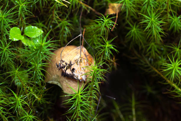 A solitary mushroom with a tan cap and pale, textured stem grows from a lush mossy bed in a quiet Danish forest. Sunlight filters through the trees, creating a serene, earthy mood ideal for nature, outdoor, and forest-themed stock visuals. The image highlights the beauty of woodland ecosystems and small details of fungi life.