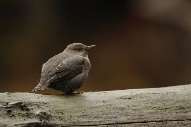 istock Single American Dipper sitting on a wet log by the river 1454927742