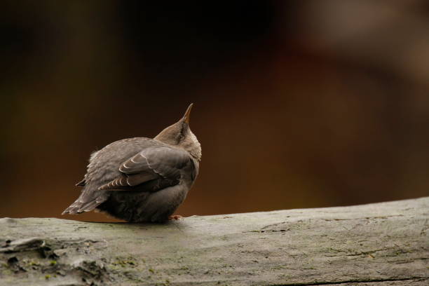 istock Single American Dipper sitting on a wet log by the river 1454927817