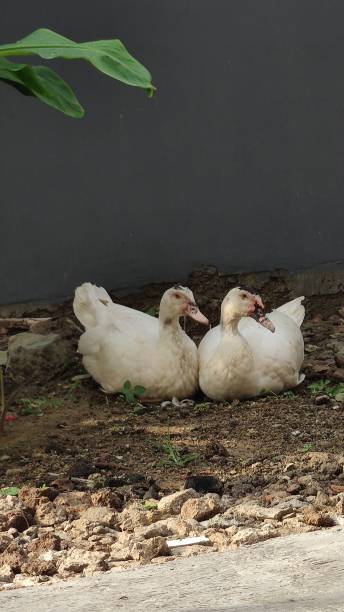 istock two adult ducks, pure white, 1454928216