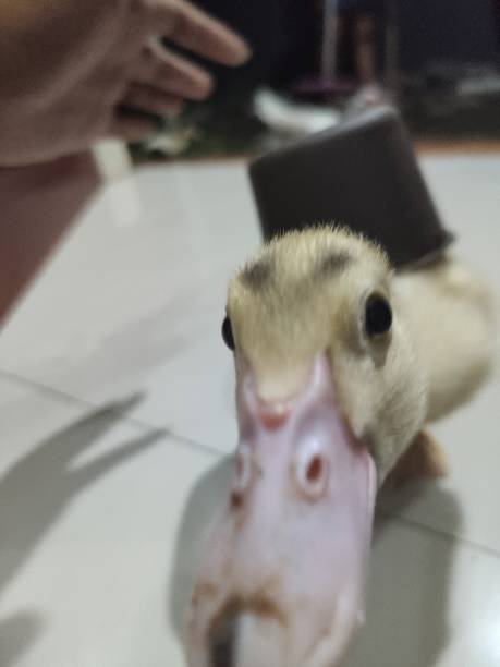 istock a yellow duck trying to cosplay as a turtle 1454929127