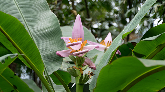 decorative banana tree pink flower