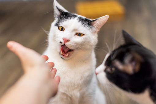 Funny cat with open mouth looking at a human hand and asking for treats