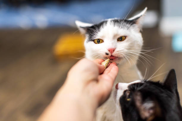 istock White cat eats a healthy treat from his human hand 1454930111
