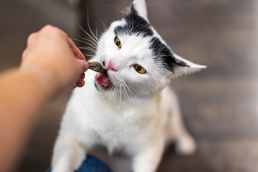 A person is giving a healthy treat to a cat