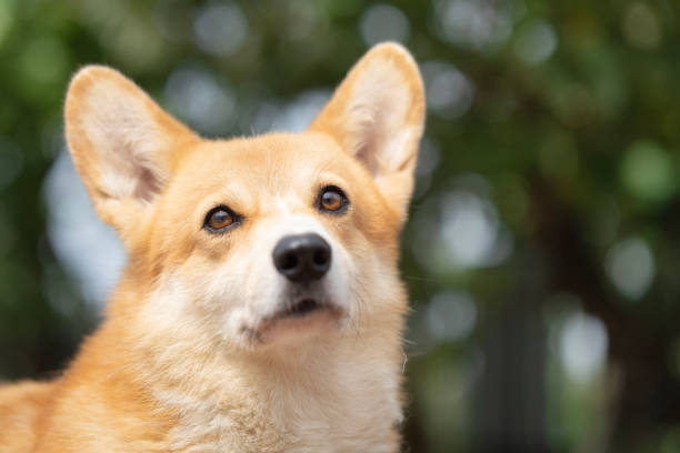 istock Corgi dog on the grass in summer sunny day 1454930689