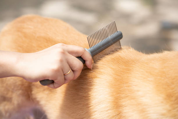 Close up hand of woman combing fur her dog on a table. Close up hand of woman combing fur her dog on a table, grooming concept animal brush stock pictures, royalty-free photos & images