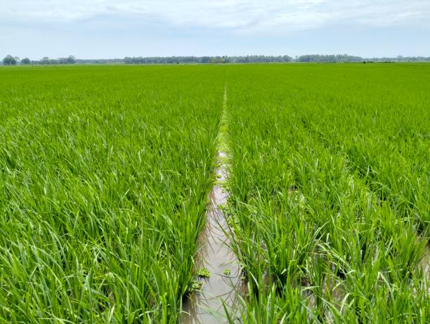 istock Green rice leaves stretching across the rice fields 1454930730