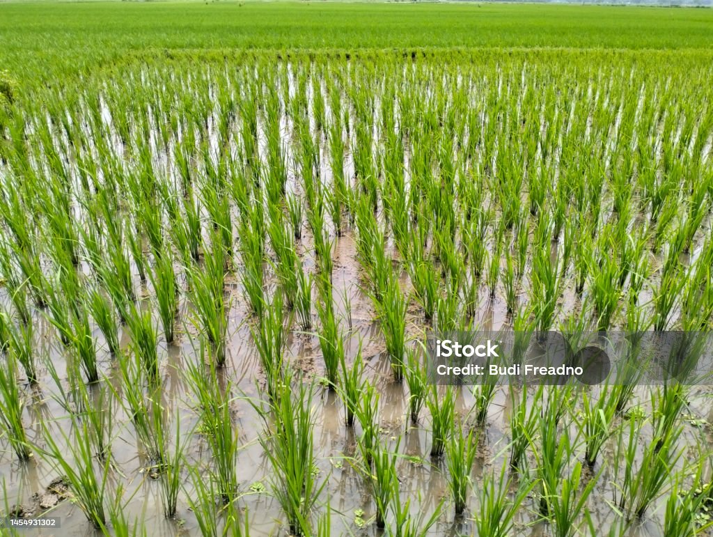 Is Rice Planted Rice Plants That Have Been Planted Stock Photo - Download Image Now ...