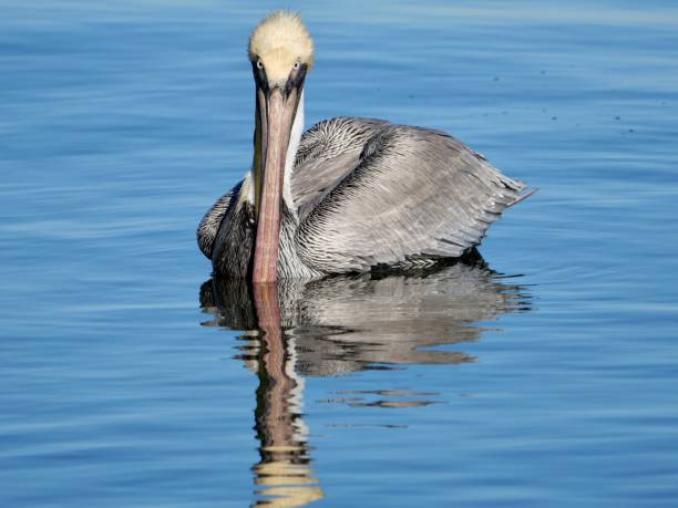 istock pelican in the Gulf 1454932395