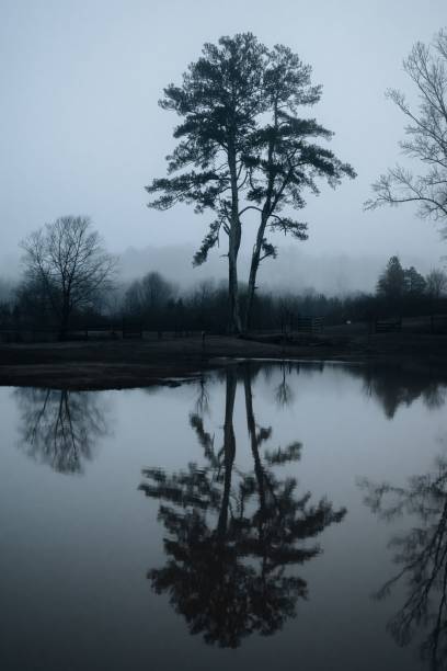 istock Lone tree on a foggy night over a lake 1454934497