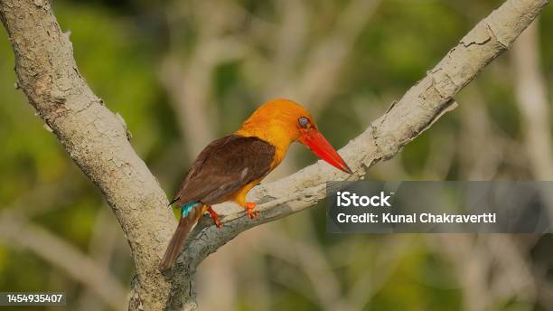 Bronwwinged Kingfisher Stock Photo - Download Image Now - Animal Wildlife, Bird, Color Image