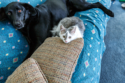 Two pets, a new-to-the-household gray and white male kitten and an older long-time resident mostly Black Labrador Retriever mixed breed female dog are sharing the living room sofa together. They are looking at the camera - apparently wondering why they've been disturbed.