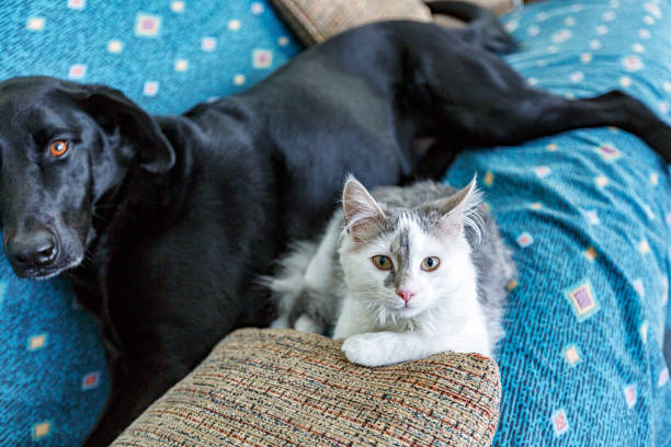 istock White Kitten Sharing Sofa With Black Labrador Retriever Dog 1454936335