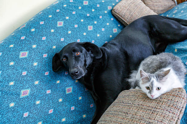 istock White Kitten and Black Lab Dog Lying Together Sharing Sofa 1454936353