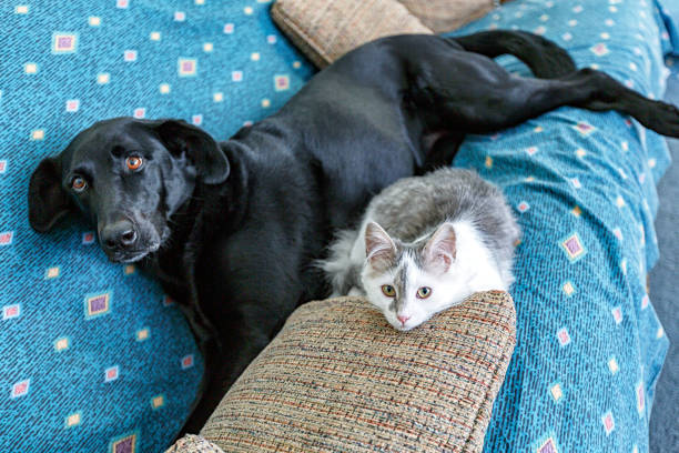 istock White Kitten and Black Lab Dog Lying Together on Sofa 1454936360