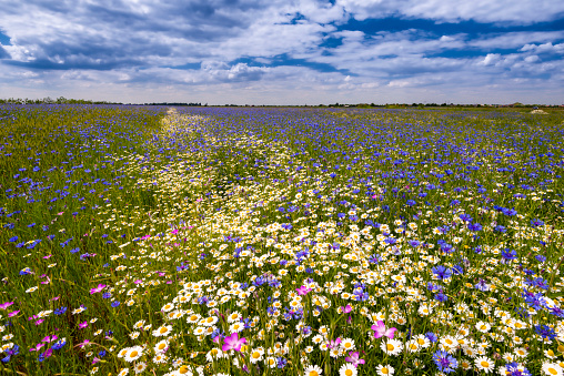 Field of wild blue flowers, chamomile and wild daisies in spring
