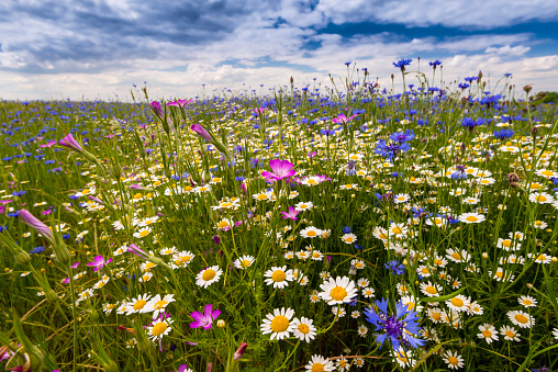 Field of wild blue flowers, chamomile and wild daisies in spring