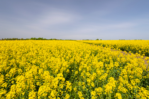 Canola fields in spring in remote rural area Europe