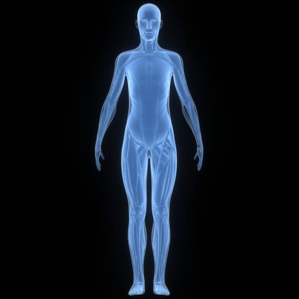 istock Human Muscular System Muscles Anatomy 1454939704