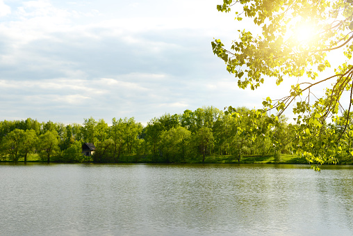 Summer or spring nature, blurred background. Landscape of tree branches and green leaves hanging down over a lake or river