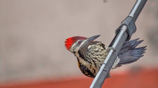 Lesser Flameback woodpecker stock photo