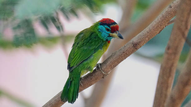 Blue-throated barbet stock photo