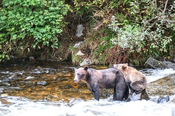 istock Sow And Yearling Brown Bears 1454941675