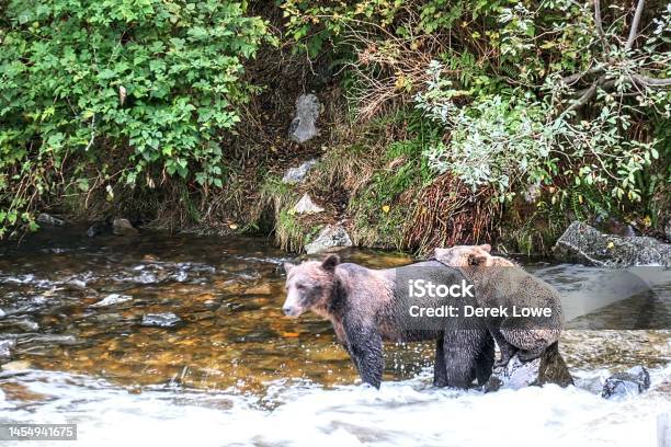Sow And Yearling Brown Bears Stock Photo - Download Image Now - Cub, Grizzly Bear, Animal