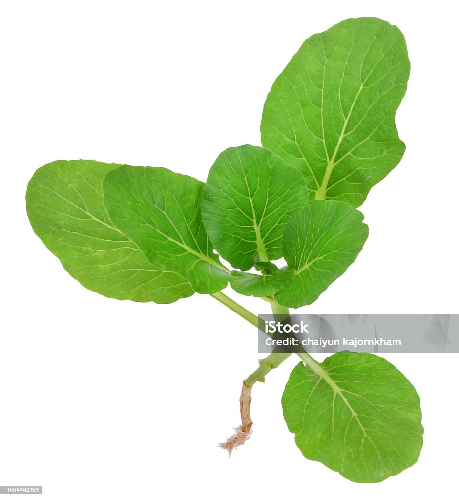 Choi Tree Choy Sum With Root Isolated On White Background Stock Photo - Download ...