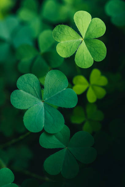 Clover Leaves for Green background with three-leaved shamrocks. st patrick's day background, holiday symbol stock photo