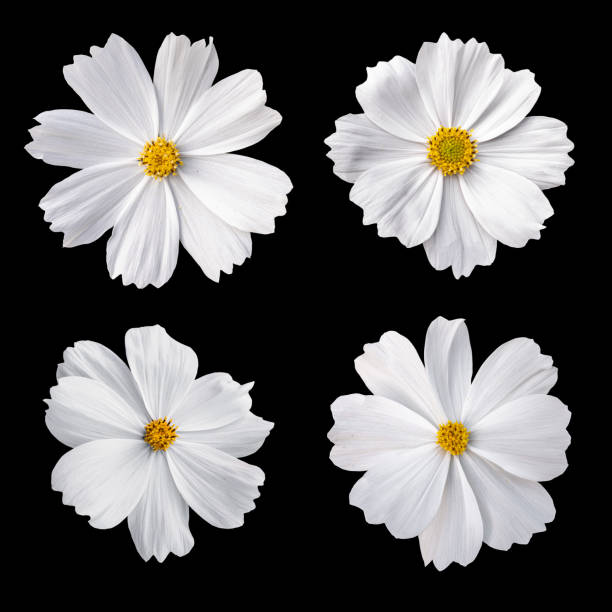 istock Beautiful white cosmos flowers 1454943310