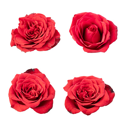 Red rose flowers isolated on white background