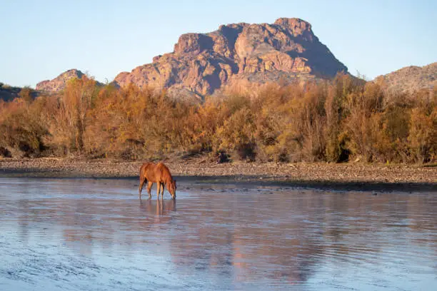 Photo of Bronze bay stallion grazing on eel grass in the Salt River in front of Red Mountain in the Salt River Canyon near Mesa Arizona United States