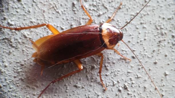 istock Huge cockroaches stuck to the gray wall 1454944198
