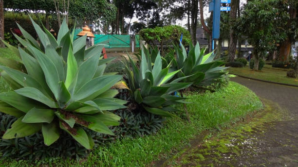 istock clustered Agave attenuata or Foxtail Agave plants 1454944220