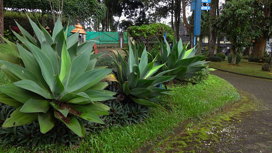 clustered Agave attenuata or foxtail Agave plants growing in the garden of the Wisma Kompas, Cipanas, Indonesia