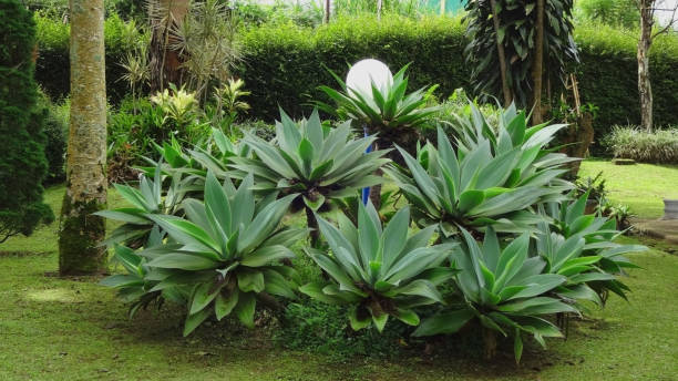 clustered Agave attenuata or Foxtail Agave plants