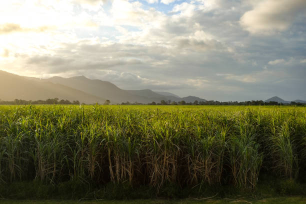 Corn fields at golden hour — Cairns, Australia Sun setting over corn fields and hills as seen from the Kuranda Scenic Railway steam train between Freshwater and Cairns Station — Far North Queensland, Australia country road road corn crop farm stock pictures, royalty-free photos & images