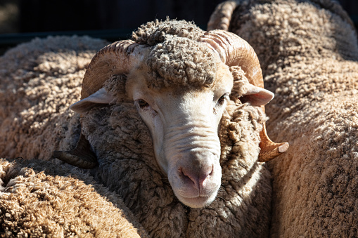 Herd of Merino Sheep grazing in a paddock