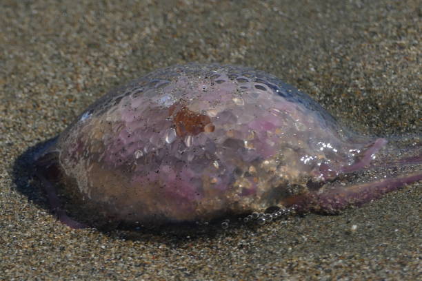 istock Pelagic jellyfish on the beach 1454950673