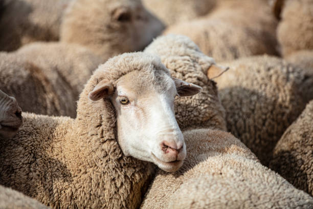 istock SOUTH AFRICAN WOOL: Flock of Merino Sheep in Kraal 1454950836