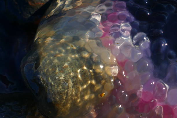 istock Pelagic jellyfish on the beach 1454951556