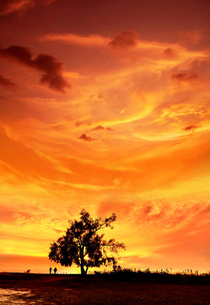 istock Dramatic landscape with large single tree over sunset sky and people 1454952915