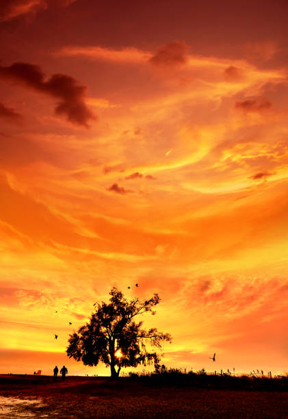 istock Dramatic landscape with large single tree over sunset sky and people 1454952959
