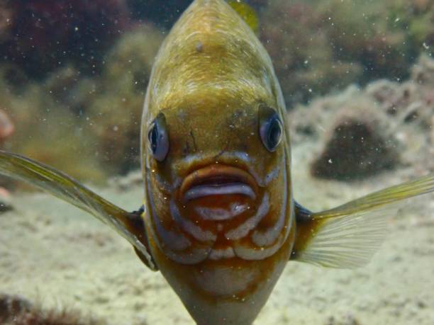 istock Victorian Scalyfin Parma Victoriae 1454953913